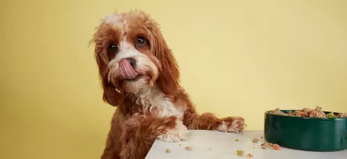 Hundefutter-Test: Butternut Box Huhn bei Dogorama im Check