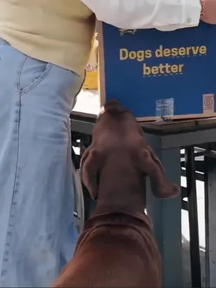 A UGC video of a customer and their dog
