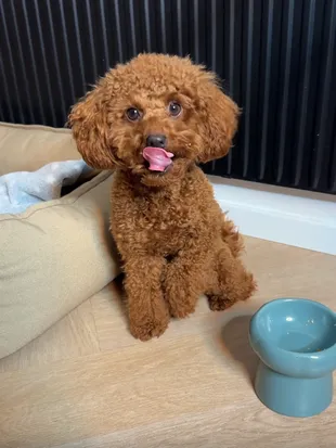 A UGC video of a customer and their dog