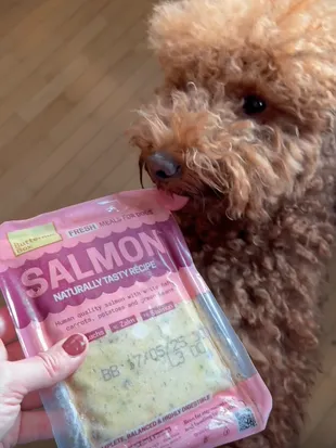 A UGC of a customer and their dog, Spencer.