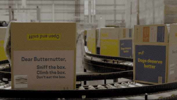 Packing boxes at Butternut Box, boxes on a conveyor belt