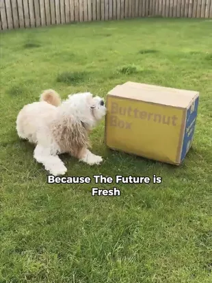 A UGC video of a customer and their dog