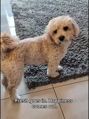 A UGC video of a customer and their dog