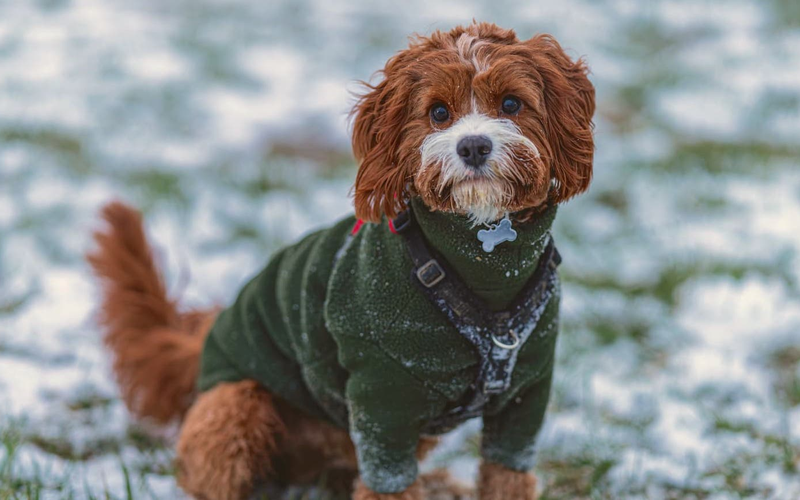 sachin and babi light blue dress Winter Dog Clothes: Does Your Pet Actually Need Them?  Fitwarm