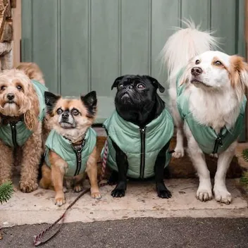 Safe and Toxic Houseplants for Dogs