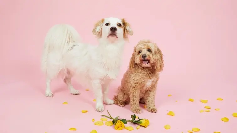Butternut Box | Giftige Zimmerpflanzen fr Hunde - Die Liste