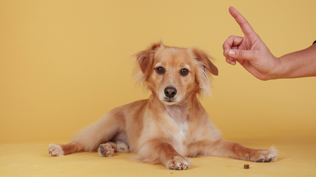So bleibt dein Hund ruhig, wenn Gaeste zu Besuch kommen