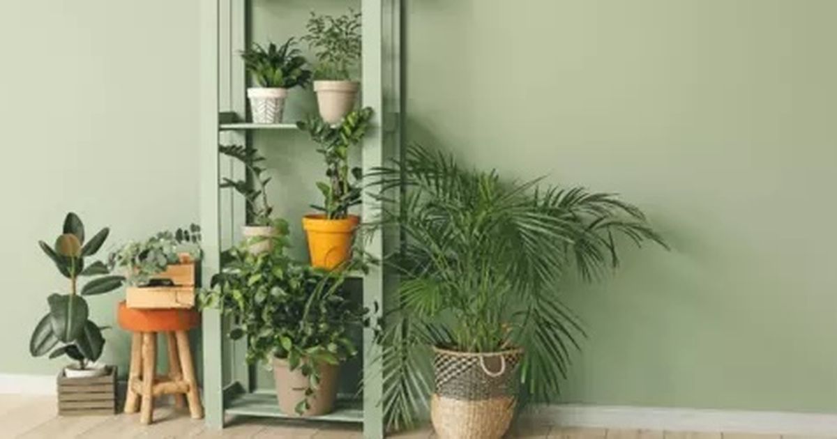 kaktus zimmer Tapete Kaktus Pop