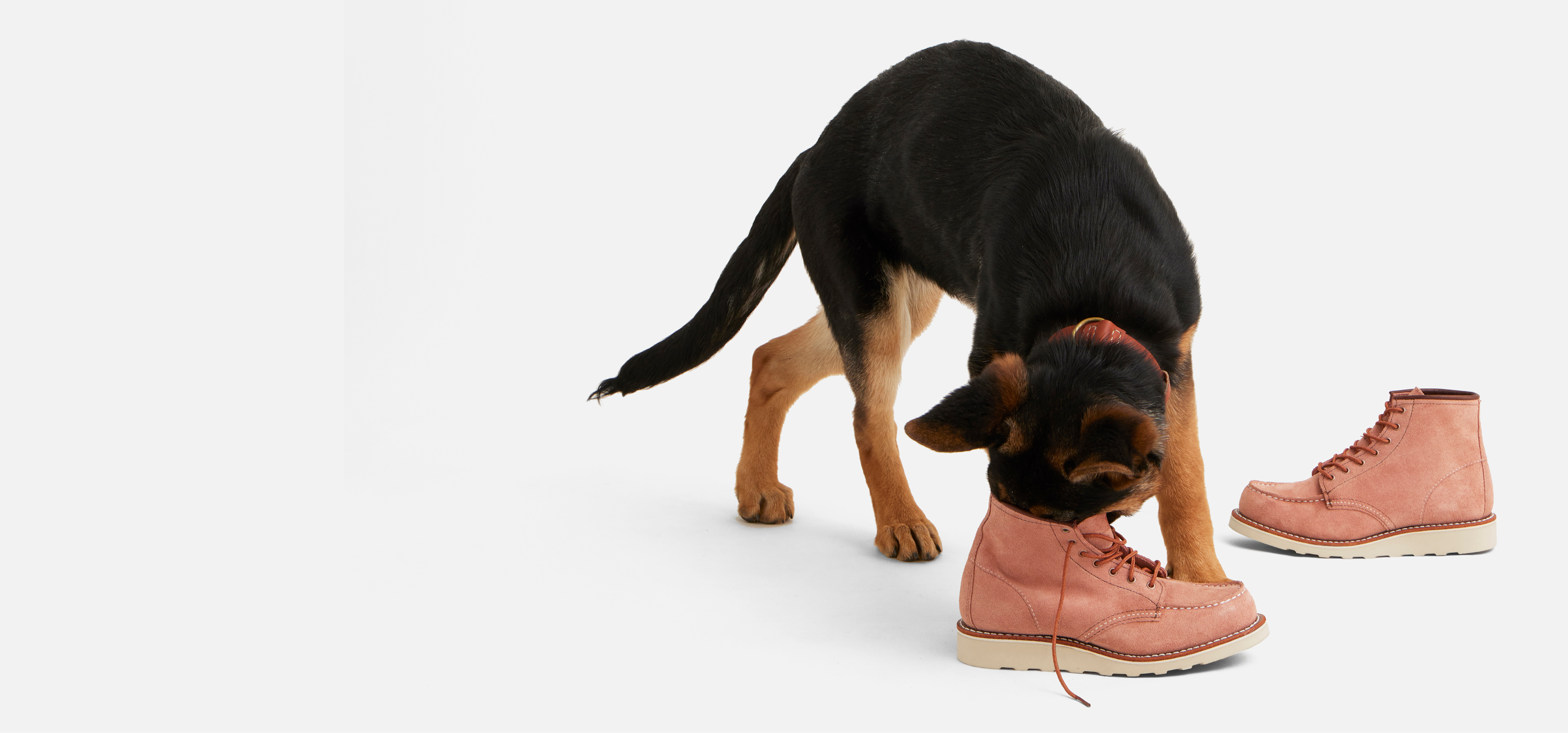 A black and tan puppy sniffing a pink boot, with another boot beside it, against a plain white background.