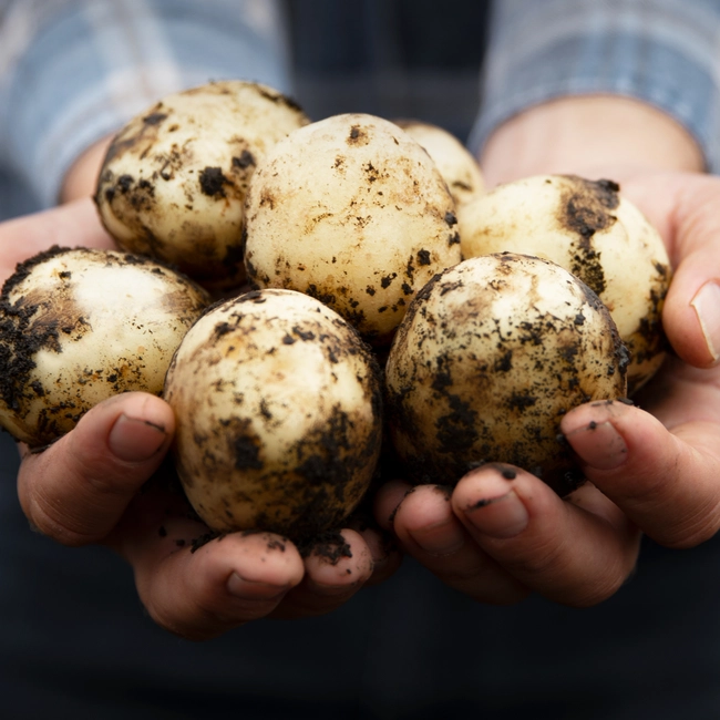 crozier-farms-brand-identity-project-page-banner