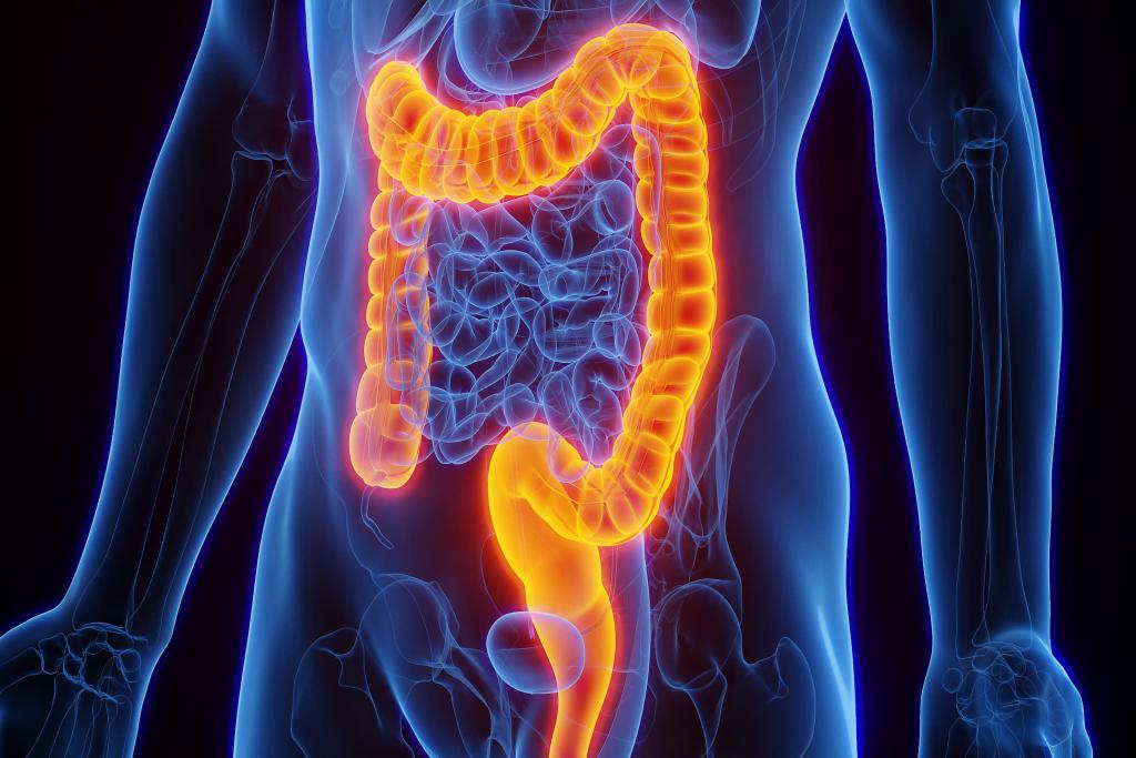 Illustration of a human digestive system highlighting the intestines in orange, showing their position within a transparent body silhouette.