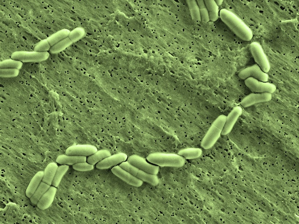 microscopic bacteria