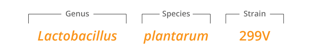 LP299v strain family
