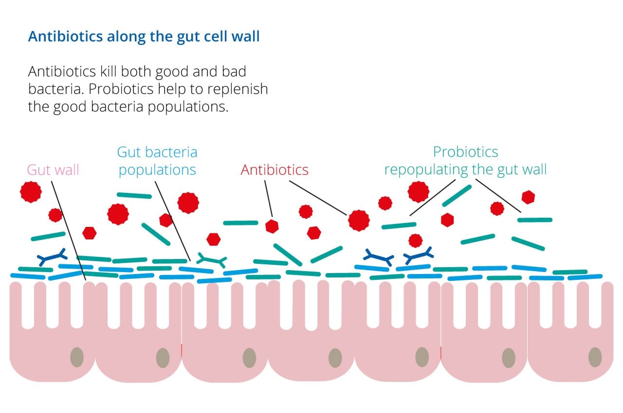 probiotics with antibiotics infographic