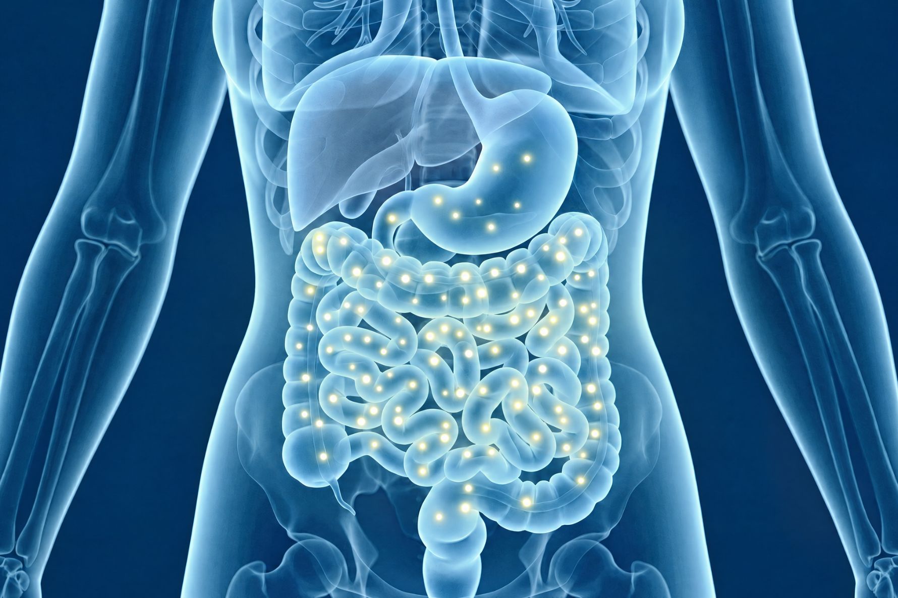 A digital illustration of a human digestive system highlighting the stomach and intestines with friendly bacteria at work.