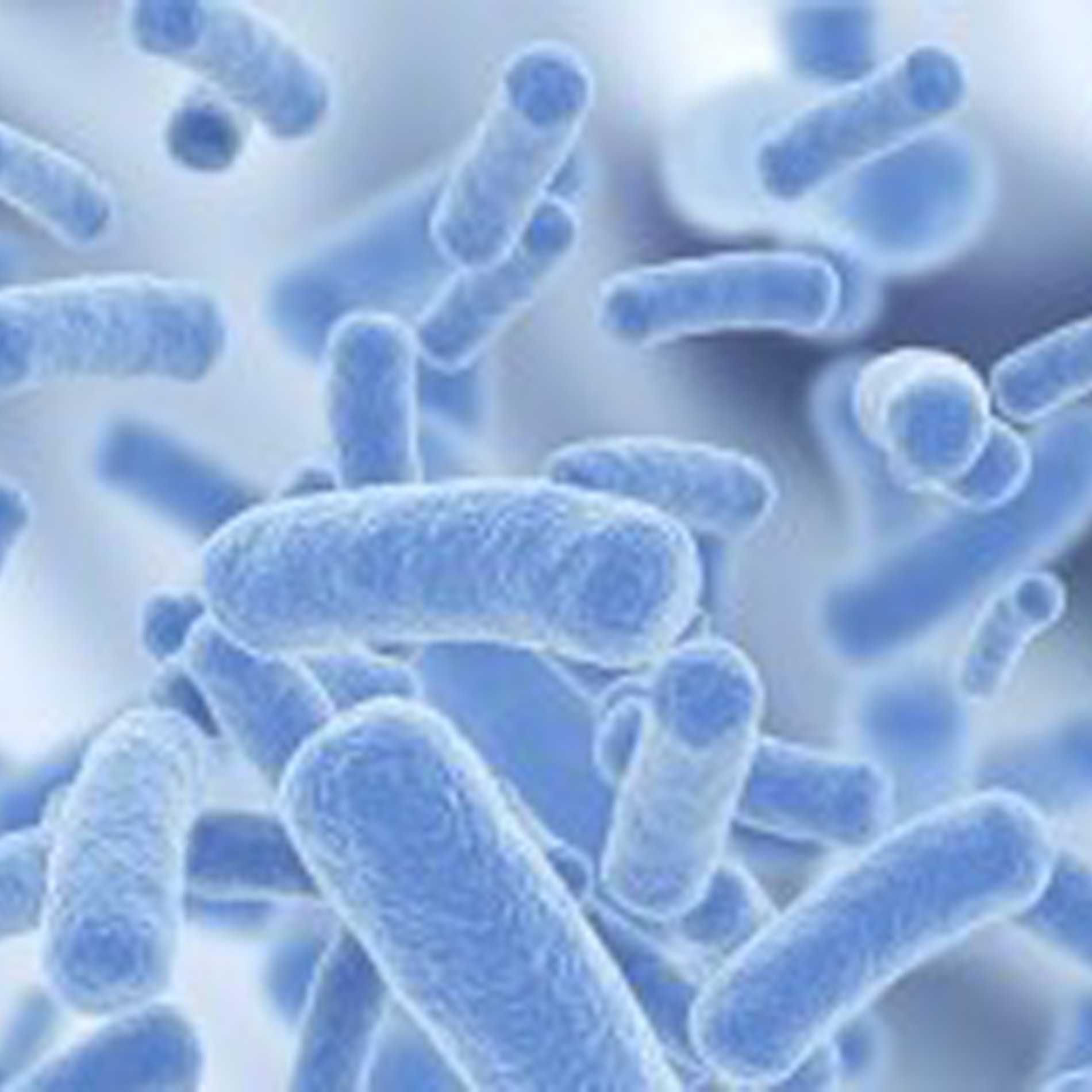 Close-up of blue, rod-shaped bacteria floating in a light blue background, depicting a microscopic view of bacterial cells.