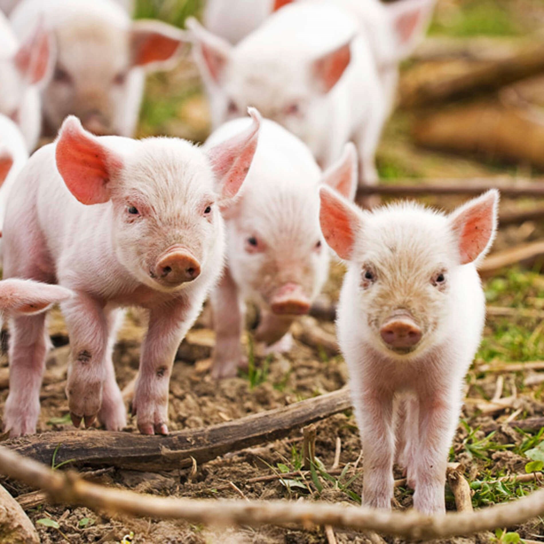 Several piglets with pink skin and large ears stand on a dirt ground, surrounded by twigs and grass.