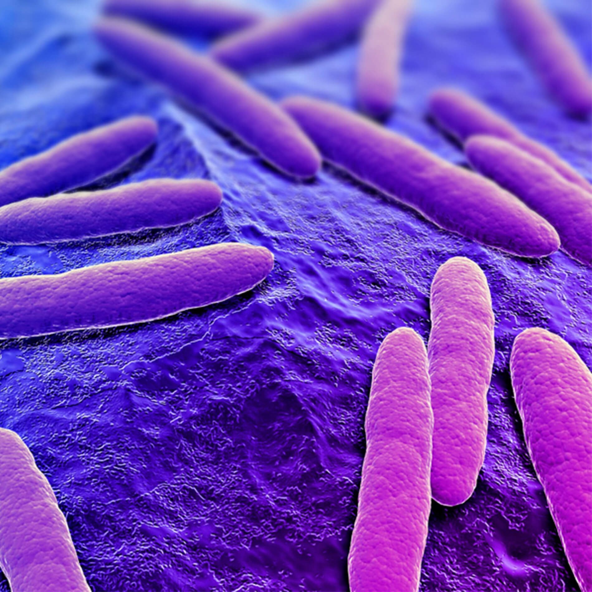 Microscopic view of purple rod-shaped bacteria on a textured blue surface.
