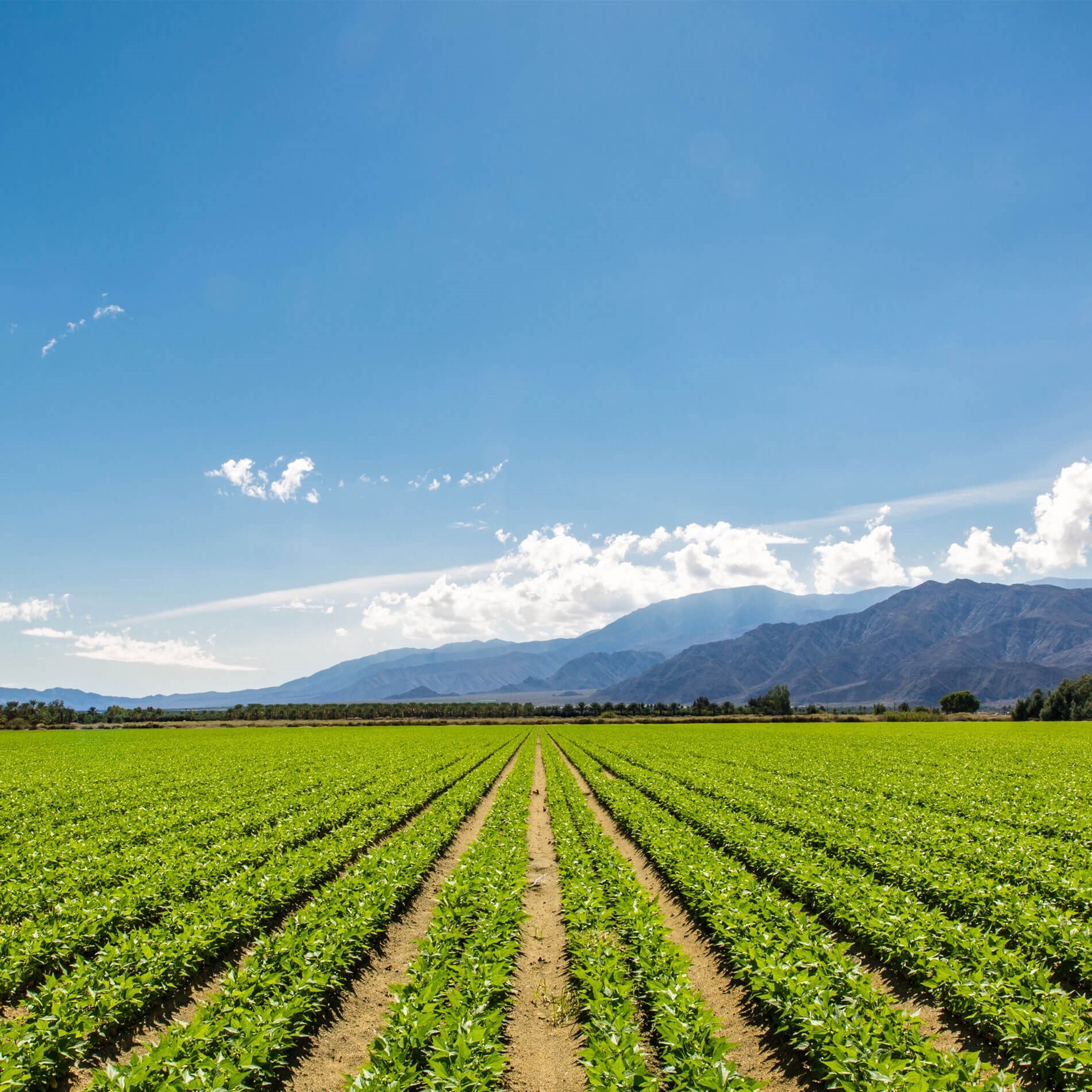 A vast field of green crops under a clear blue sky, with mountains in the background. Rows of plants stretch into the distance.