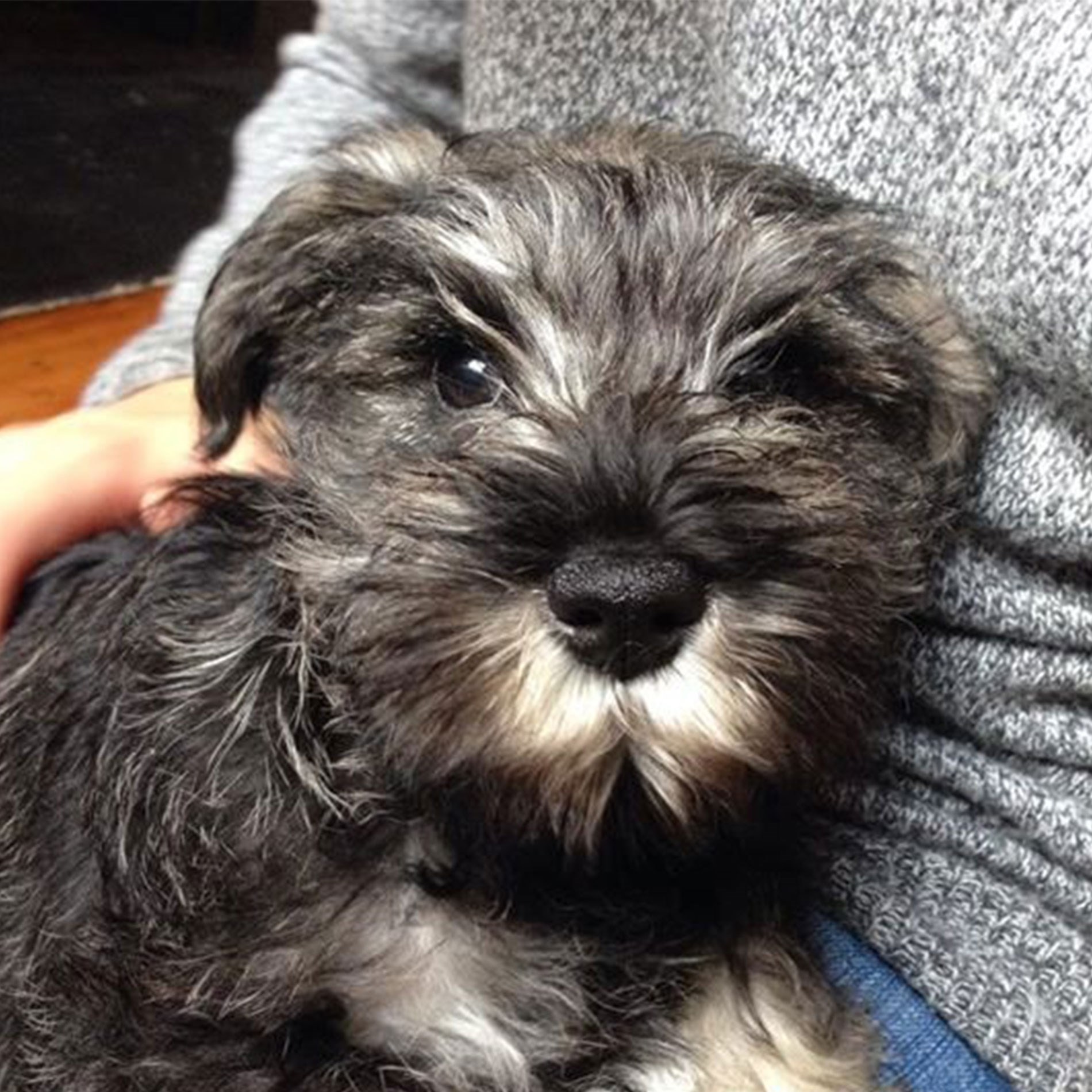 A small, fluffy gray and white puppy with dark eyes sits on a person's lap, looking directly at the camera.