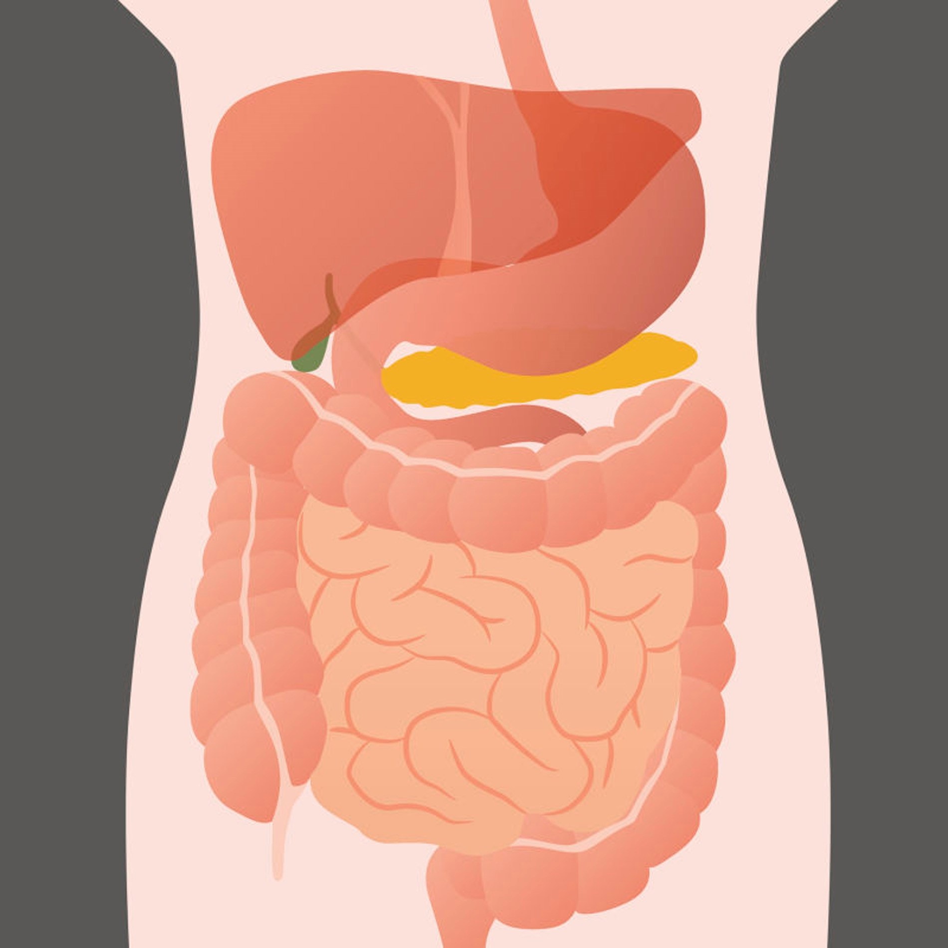 Illustration of the human digestive system showing the stomach, intestines, liver, and other organs on a gray background.