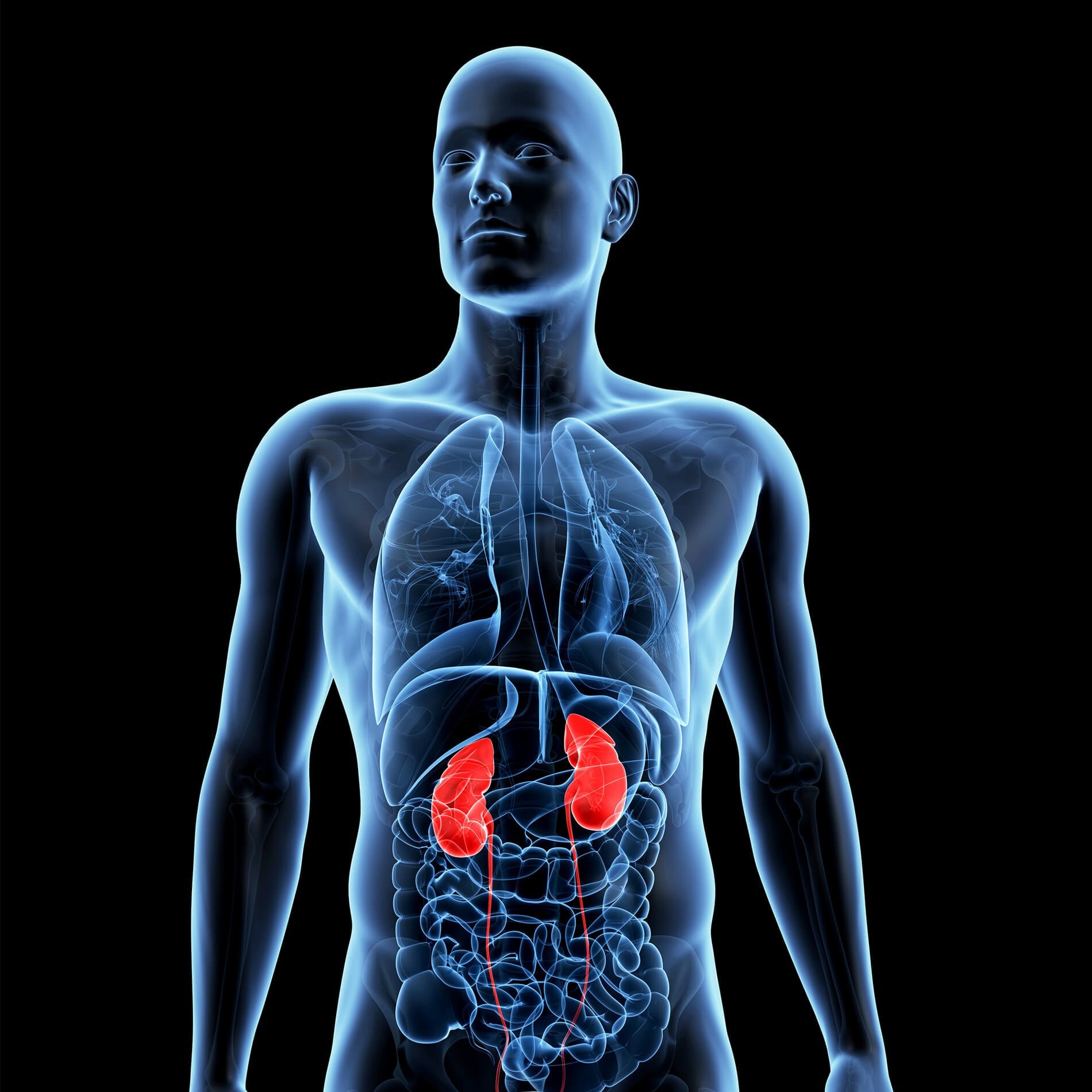 Transparent human figure showing internal organs, focusing on the kidneys highlighted in red, against a black background.