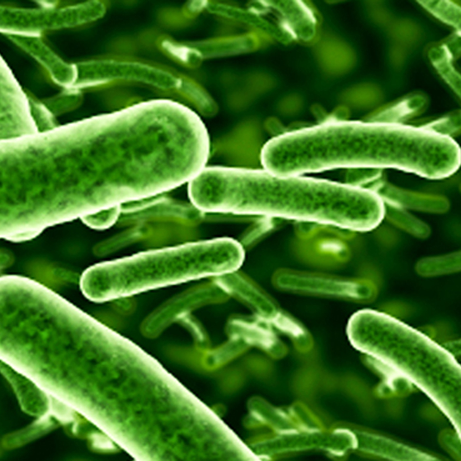 Lactobacillus rhamnosus GR-1®