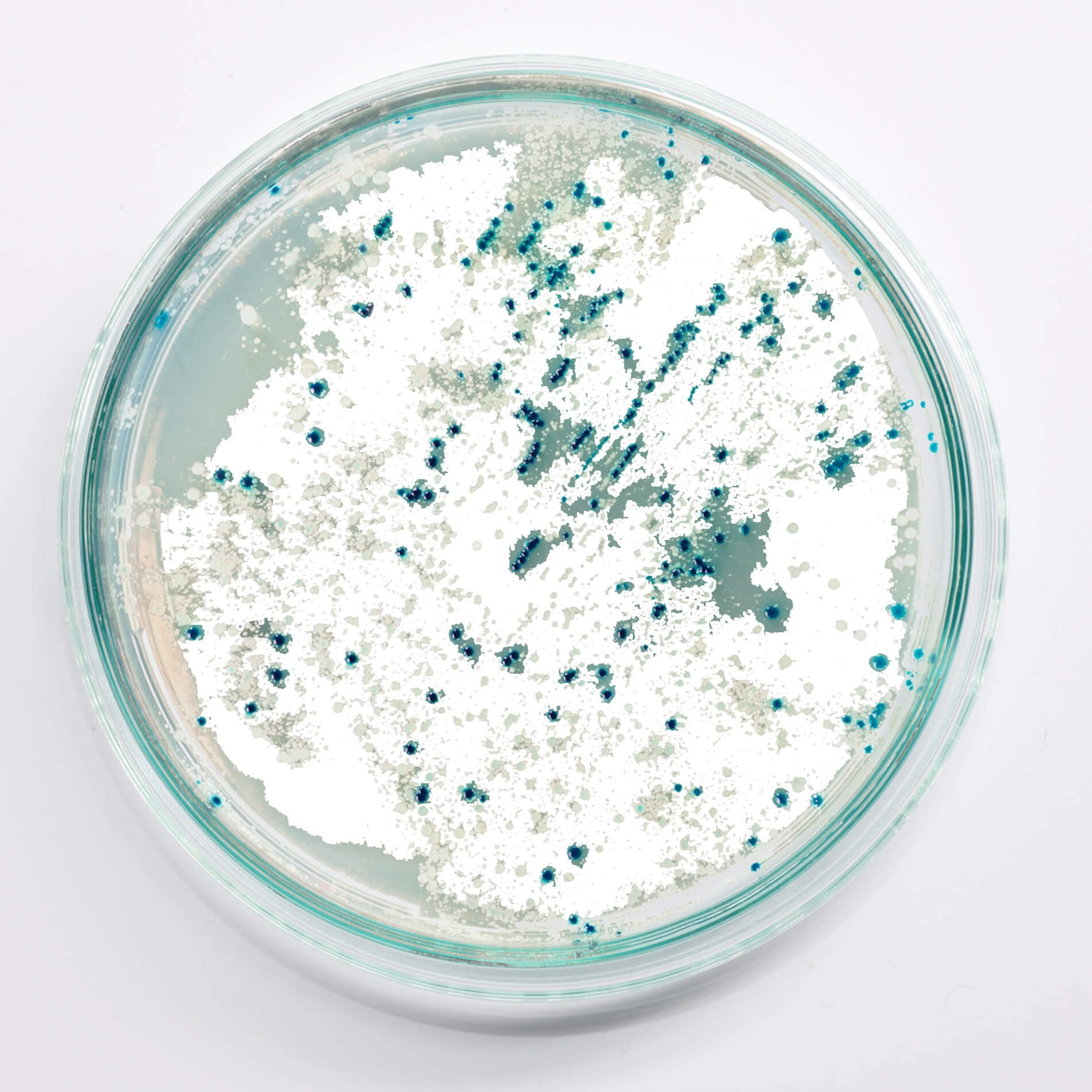 Petri dish with white and blue mold colonies growing on a transparent medium, viewed from above against a white background.