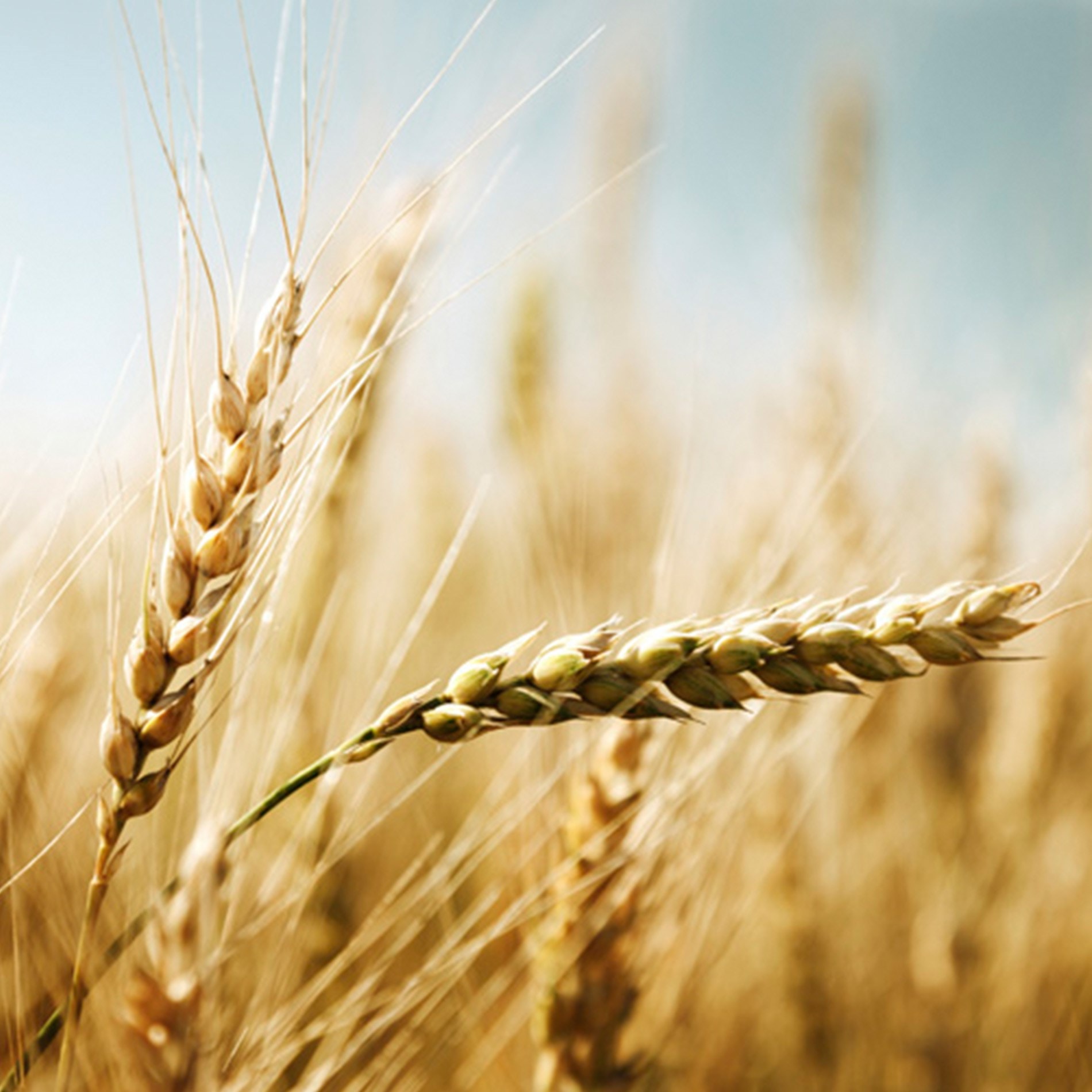 Close-up of golden wheat stalks in a field against a clear blue sky, highlighting the texture and detail of the grains.