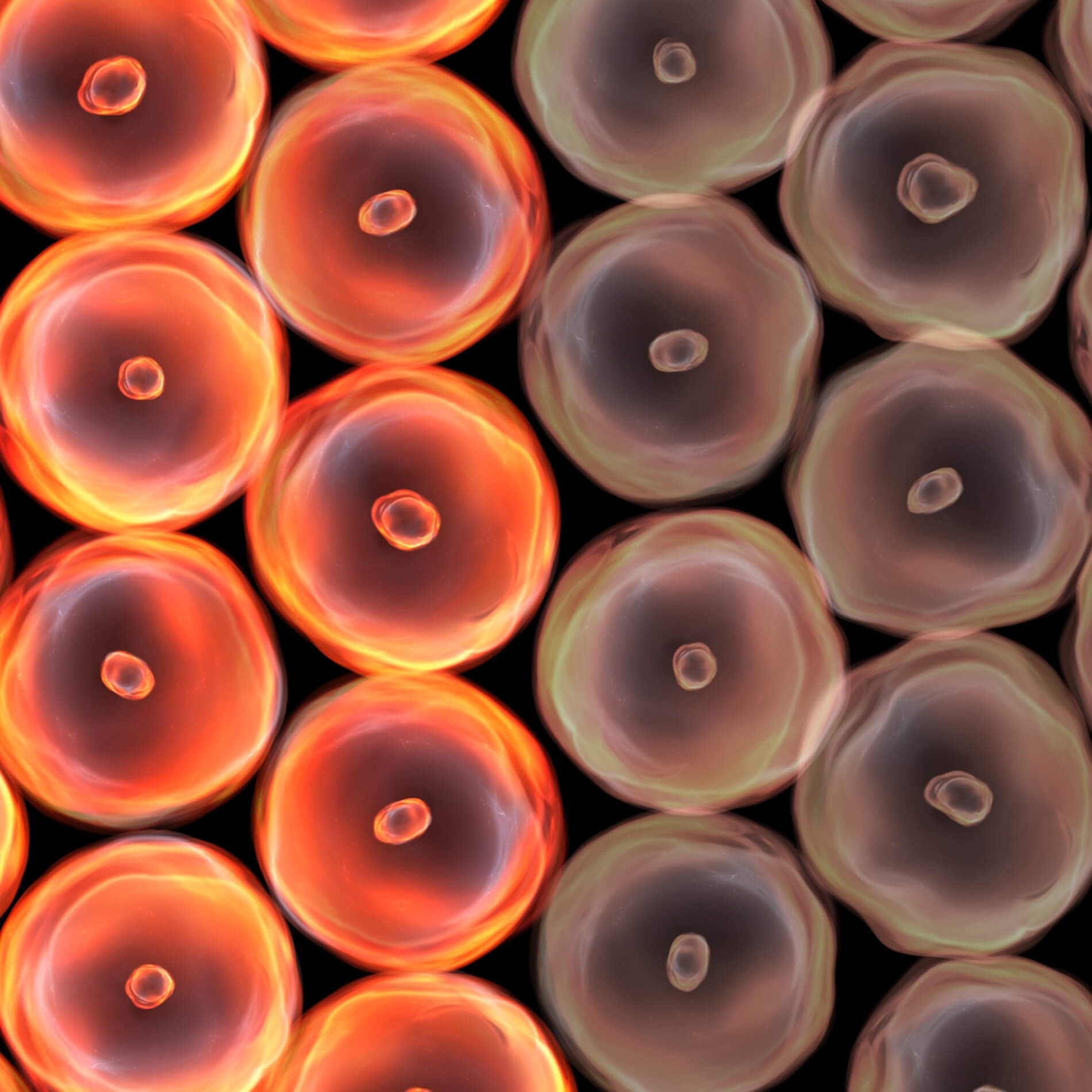 Close-up of glowing orange and translucent circular cells arranged in a grid pattern, creating a vibrant and symmetrical design.