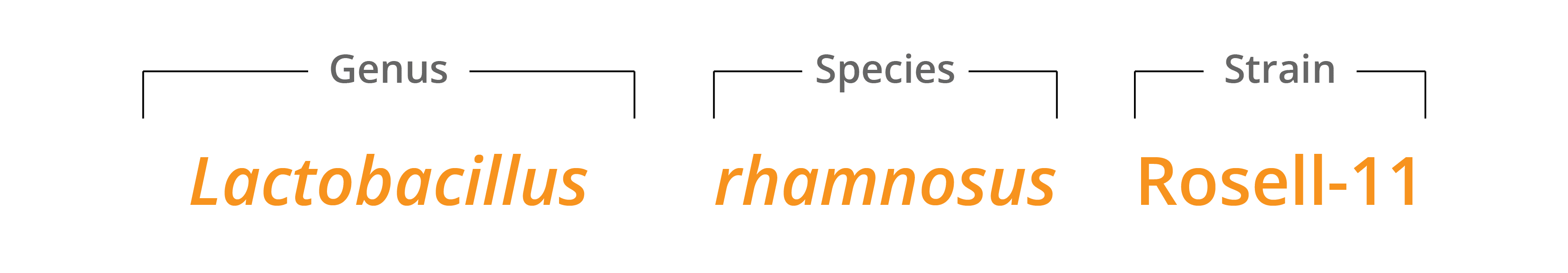 genus species & strain breakdown