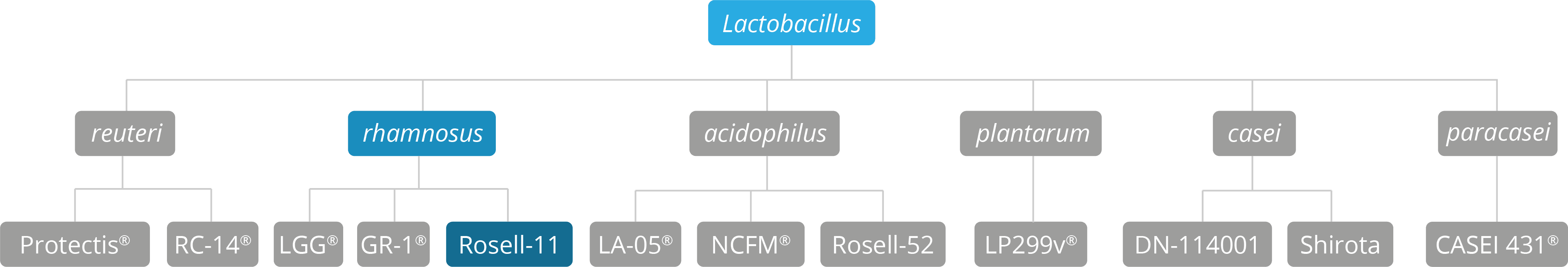 genus species & strain breakdown