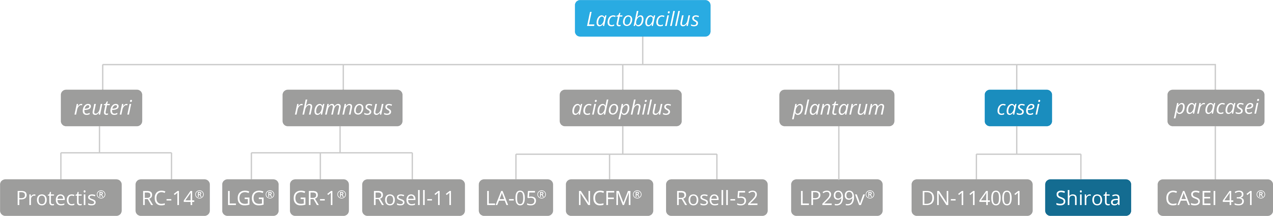 shirota strain family 