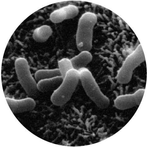 microscopic Bifidobacterium lactis HN019