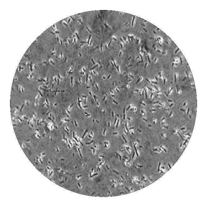 Bacillus coagulans Unique IS-2