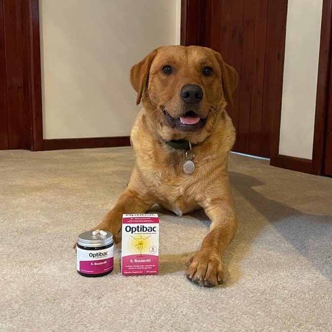 Brown dog lying on carpet with two Optibac supplement containers in front, one cylindrical and one box-shaped, against a wooden door backdrop.
