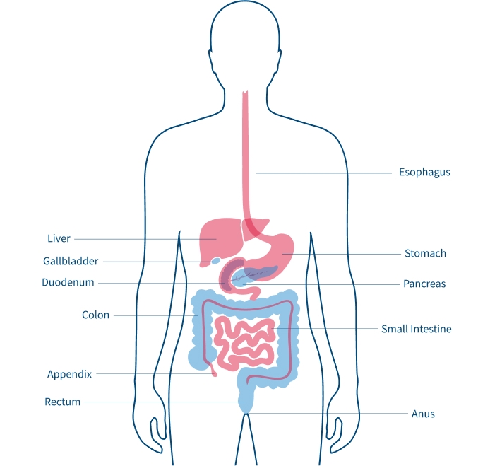 Diagram of the human digestive system labeled with organs: esophagus, stomach, liver, gallbladder, pancreas, intestines, appendix, rectum, anus.