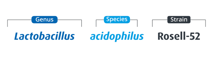 Diagram showing the classification of Lactobacillus acidophilus Rosell-52, highlighting genus, species, and strain.