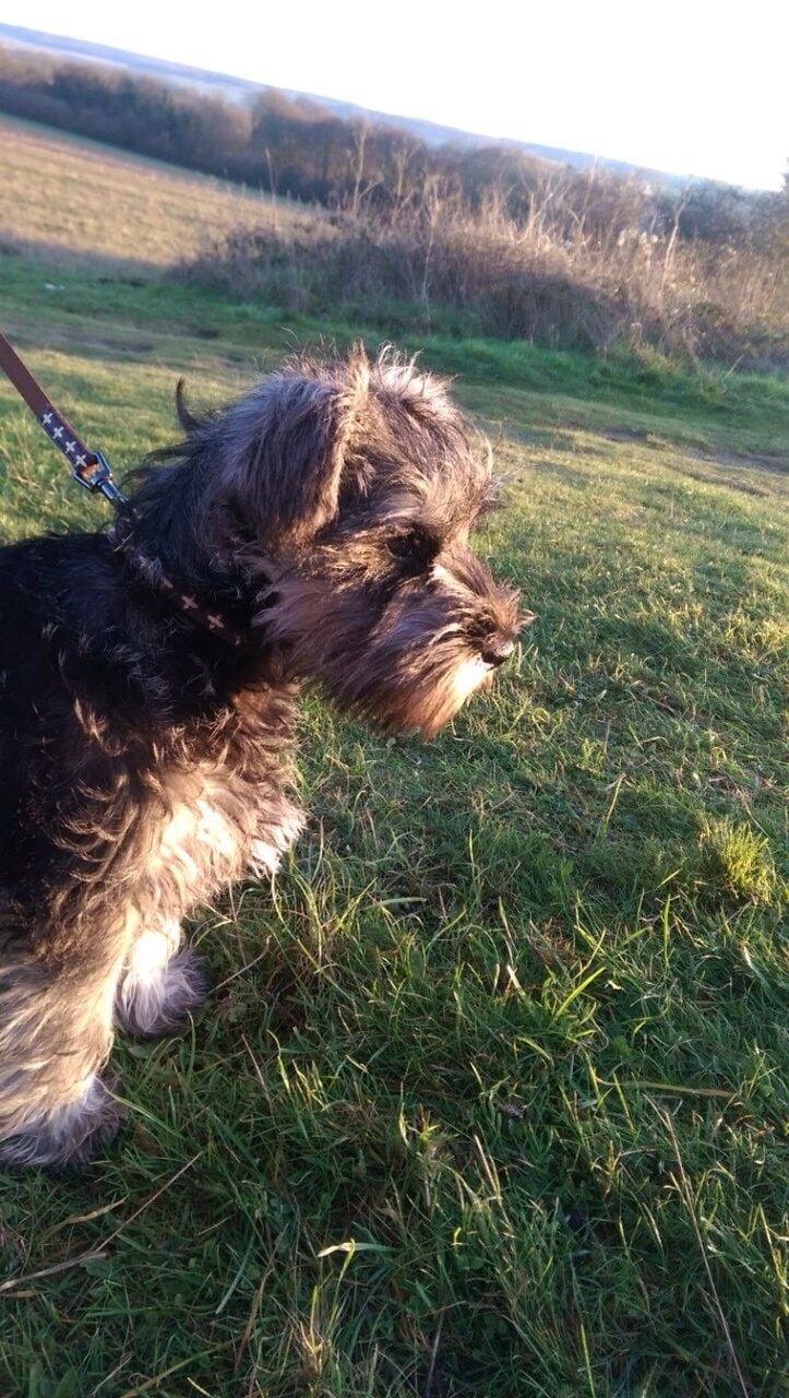 cute dog walking in field