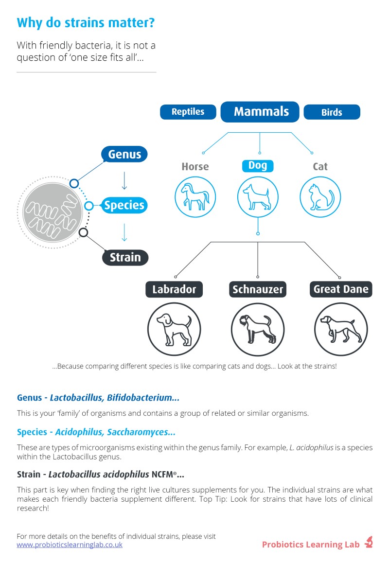 Diagram explaining genus, species and strain. Probiotics Learning Lab
