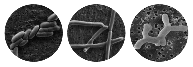 microscopic bacteria