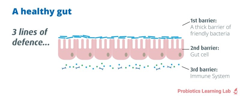 A healthy gut | Probiotics Learning Lab