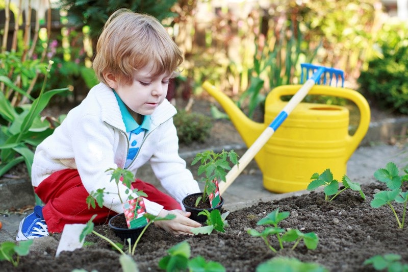 Young child planting seedlings in a garden, surrounded by a yellow watering can and a small rake.