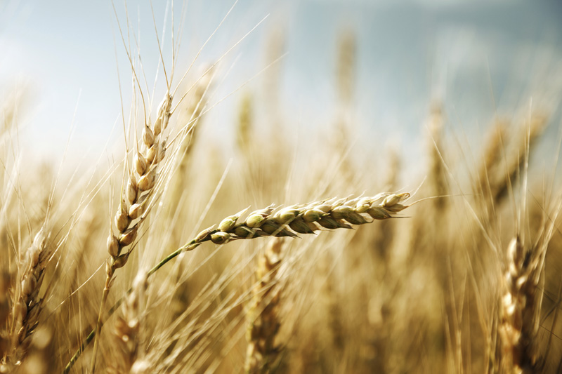 Image of barley 