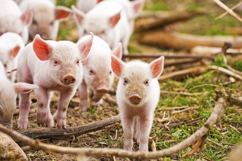 piglets