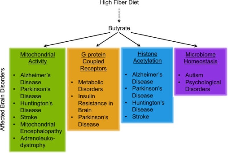 Graph image of butyrate benefits