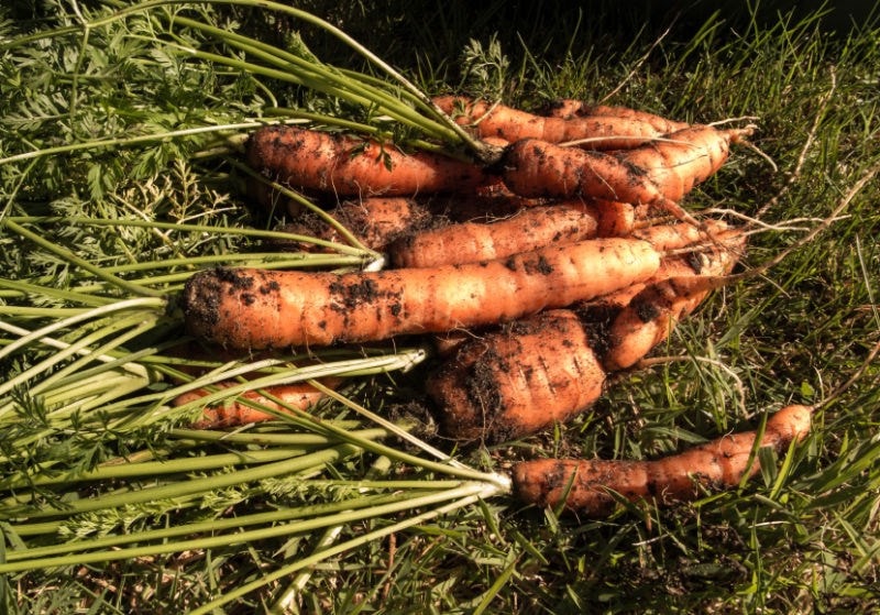 Freshly harvested carrots with green tops, covered in soil, lie on grass in sunlight.