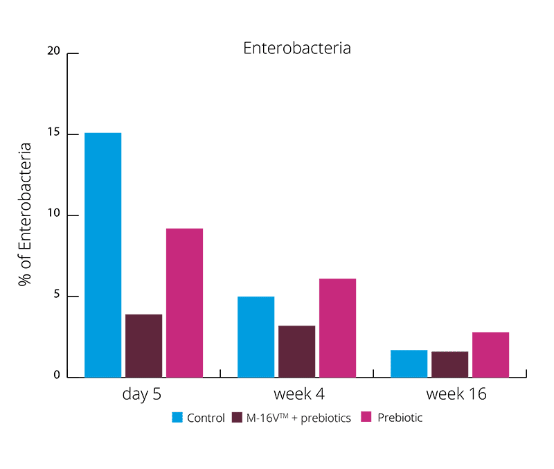 graph % Enterobacteria 16 week intervention