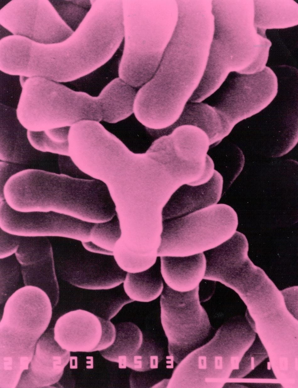 bifidobacterium