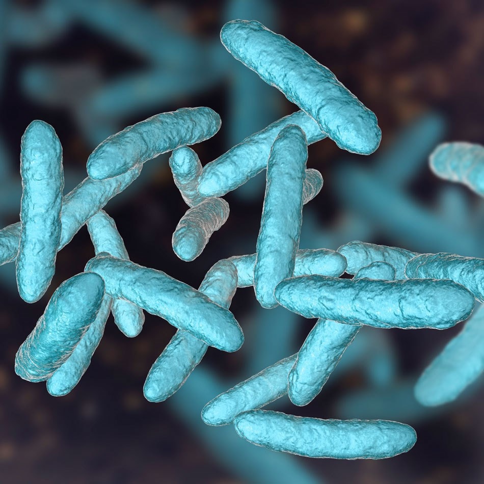 Close-up of blue rod-shaped bacteria against a dark background, showing textured surfaces and varying orientations.